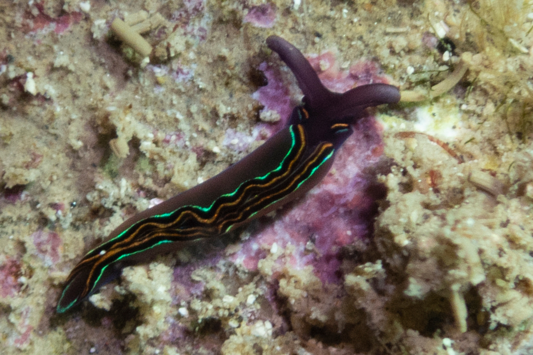 チゴミドリガイの写真1｜紫色の体にオレンジと青緑の線が特徴です。