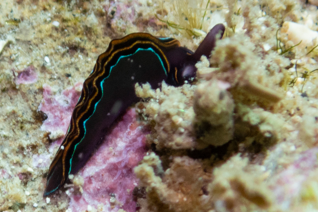 チゴミドリガイの写真2｜採餌していました。