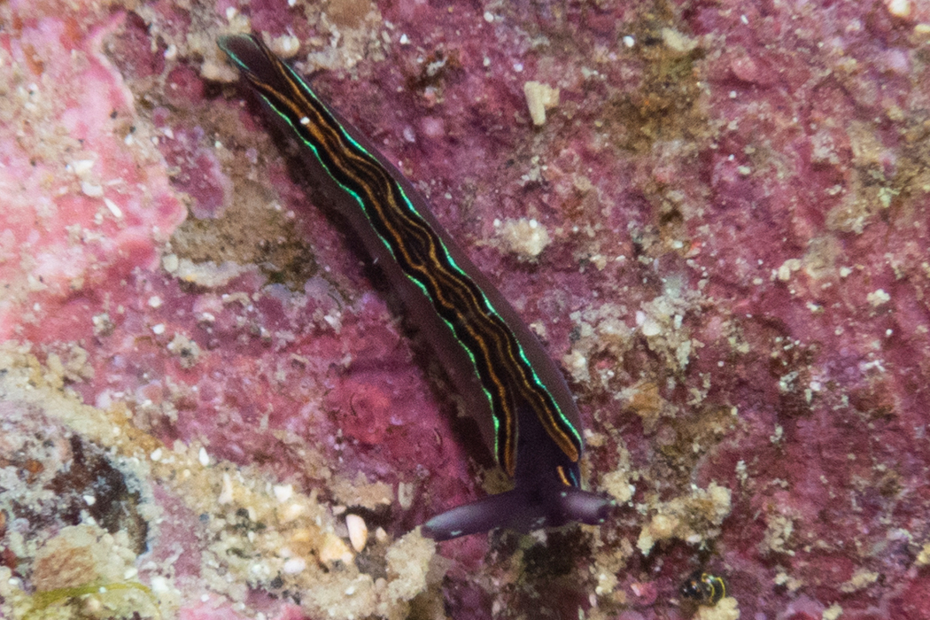 チゴミドリガイの写真3｜青緑色がライトを反射して綺麗です。