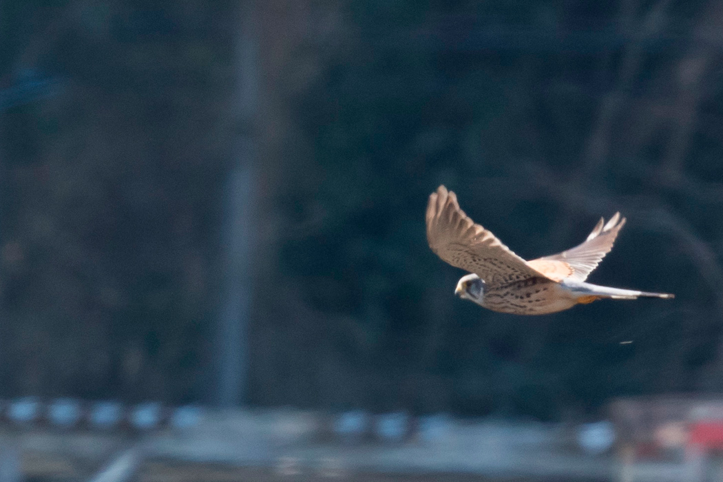 写真｜「チョウゲンボウ」