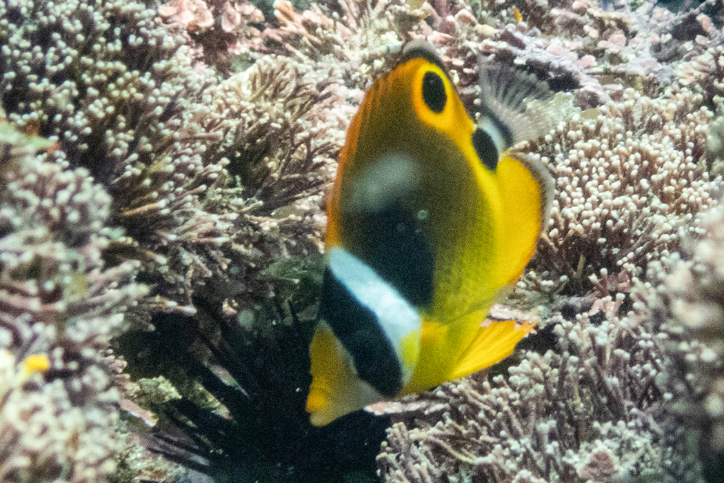 チョウハンの写真1｜体は濃いオレンジ色をしています。