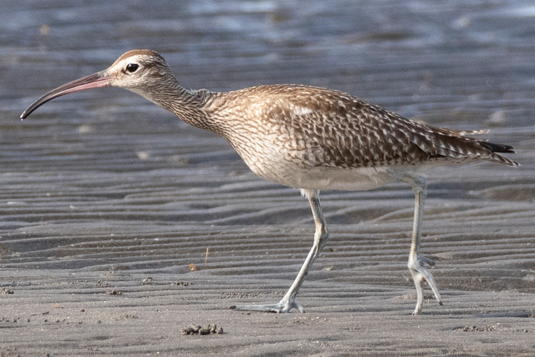 写真｜「チュウシャクシギ」