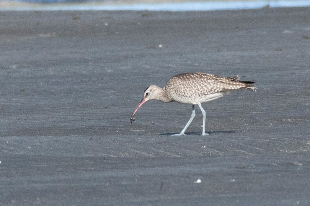 写真｜「チュウシャクシギ」