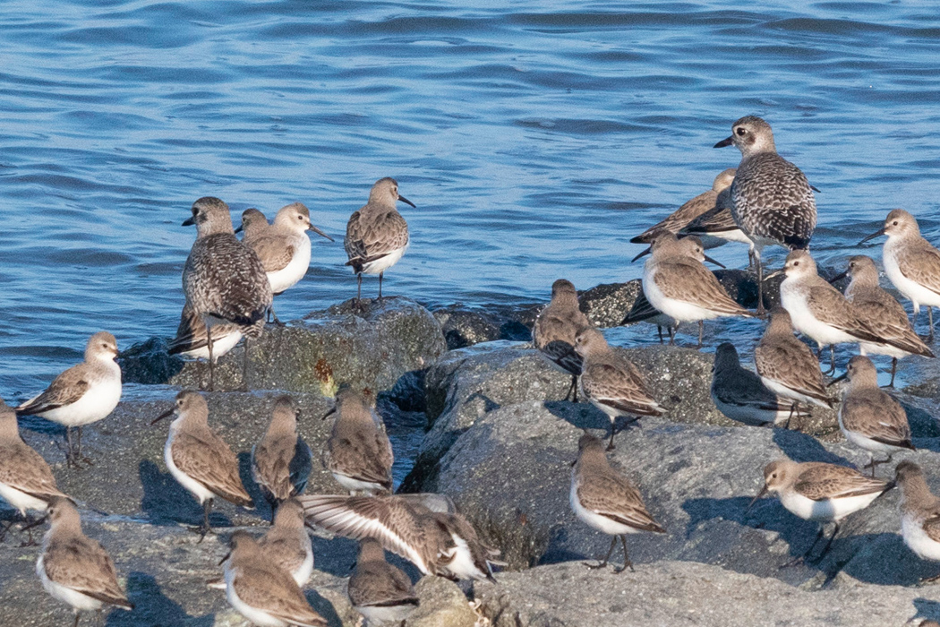 ダイゼンの写真4｜ハマシギなどに混じっていました。少し大きいです。