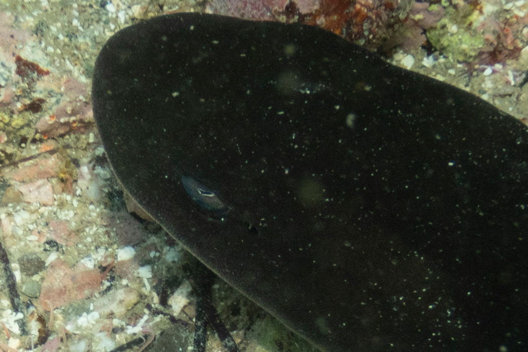 写真｜「ドチザメ」