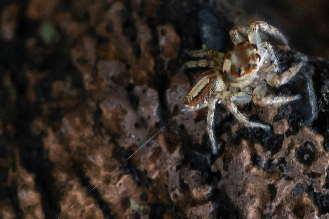 デーニッツハエトリの写真2｜細い糸を出しながら歩いていました。