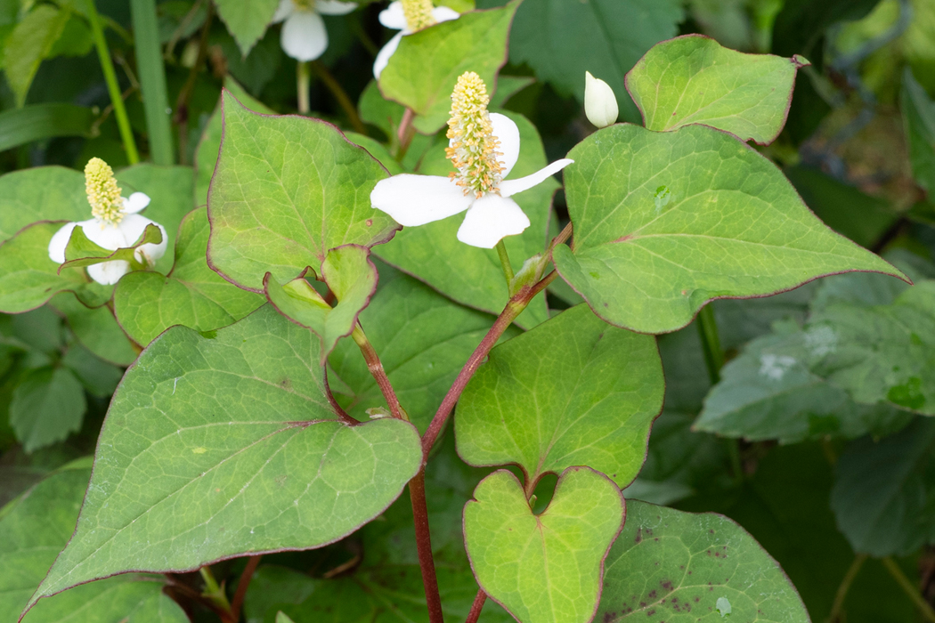 写真｜「ドクダミ」