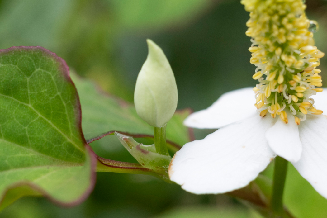 写真｜「ドクダミ」