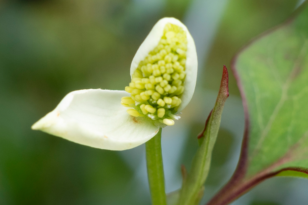 写真｜「ドクダミ」