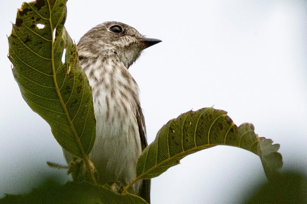 写真｜「エゾビタキ」