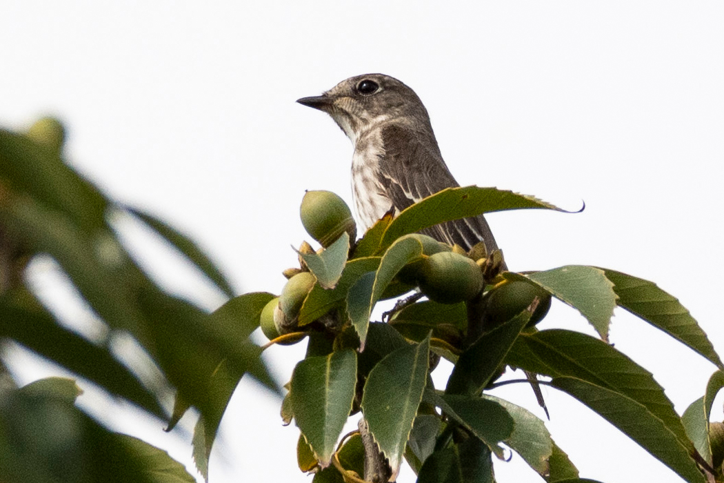 エゾビタキの写真4｜梢にとまりました。