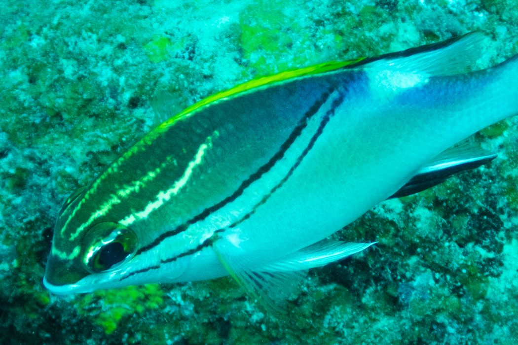 Picture of Two-lined monocle bream1｜There are two lines above the eye.