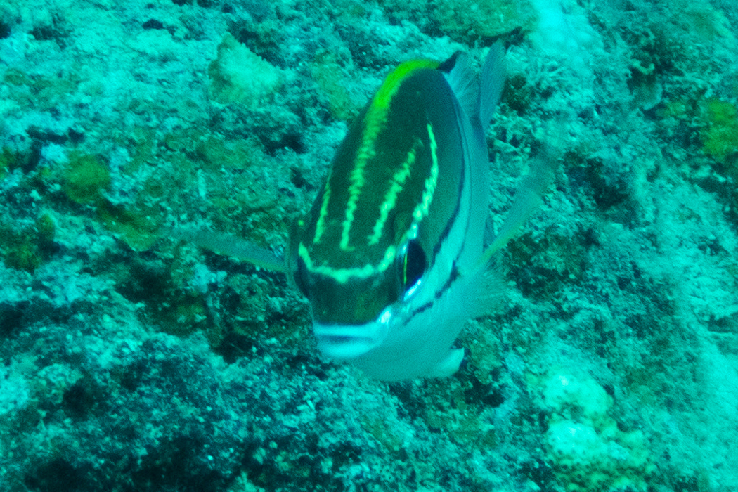 Picture of Two-lined monocle bream2｜The bottom line is connected left and right.