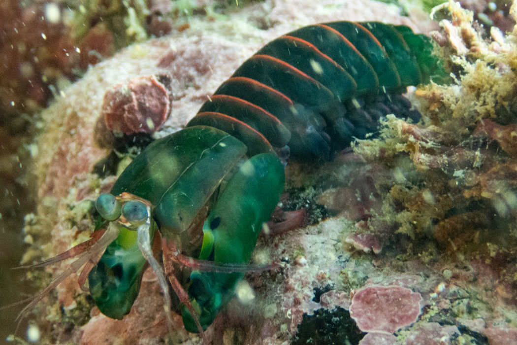 フトユビシャコモドキの写真1｜濃い緑色の殻に覆われています。