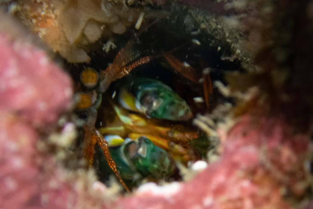 フトユビシャコモドキの写真4｜穴の中に逃げ込みました。