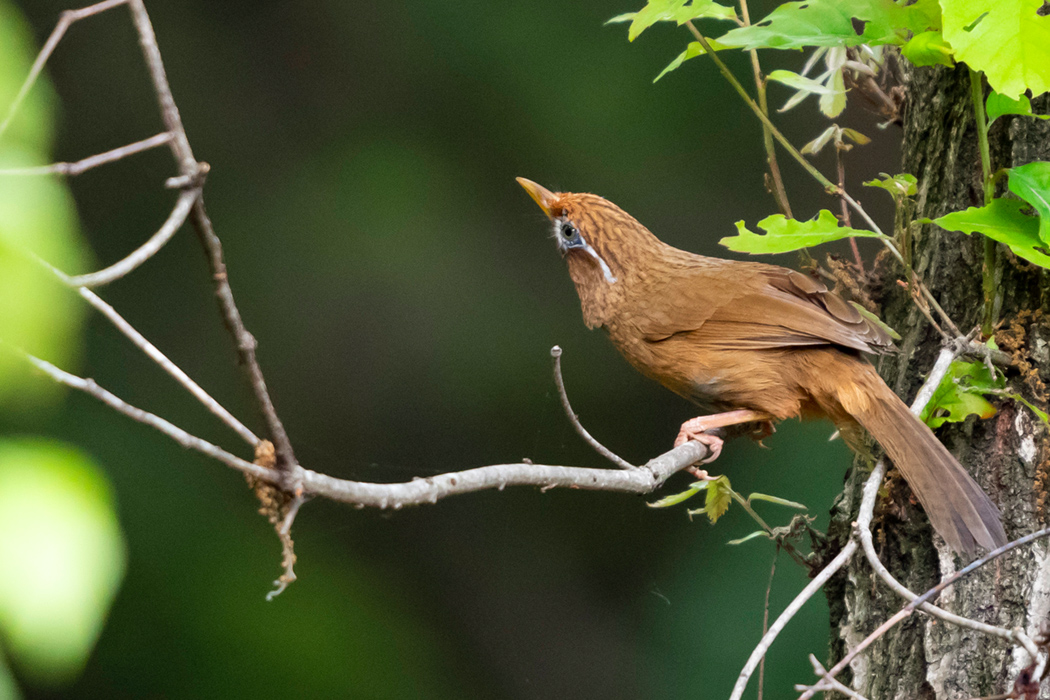 写真｜「ガビチョウ」