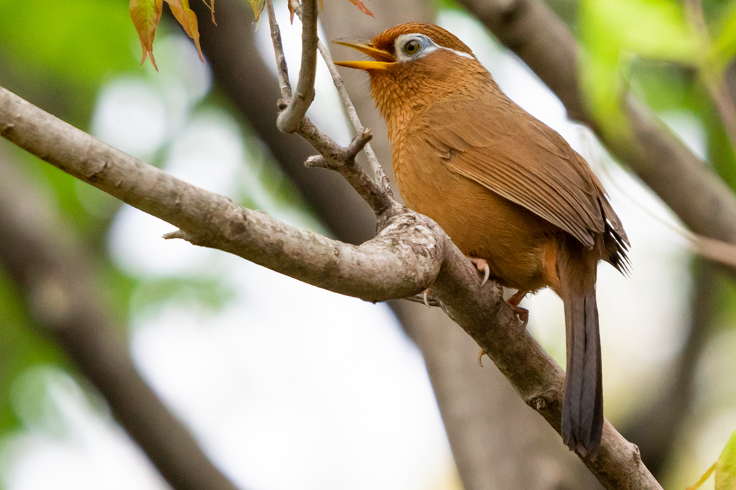 ガビチョウの写真3｜さえずる時は少し高い枝に飛び上がります。