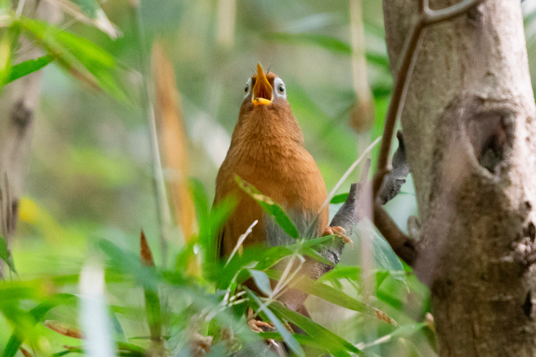 ガビチョウの写真5｜大きくて美しい声で歌っています。
