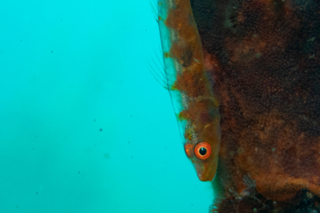 Picture of Whip coral goby2｜The area around the eyes is red.