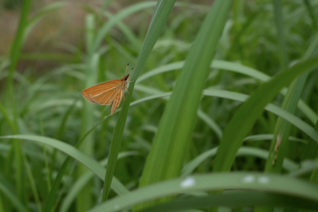 写真｜「ギンイチモンジセセリ」