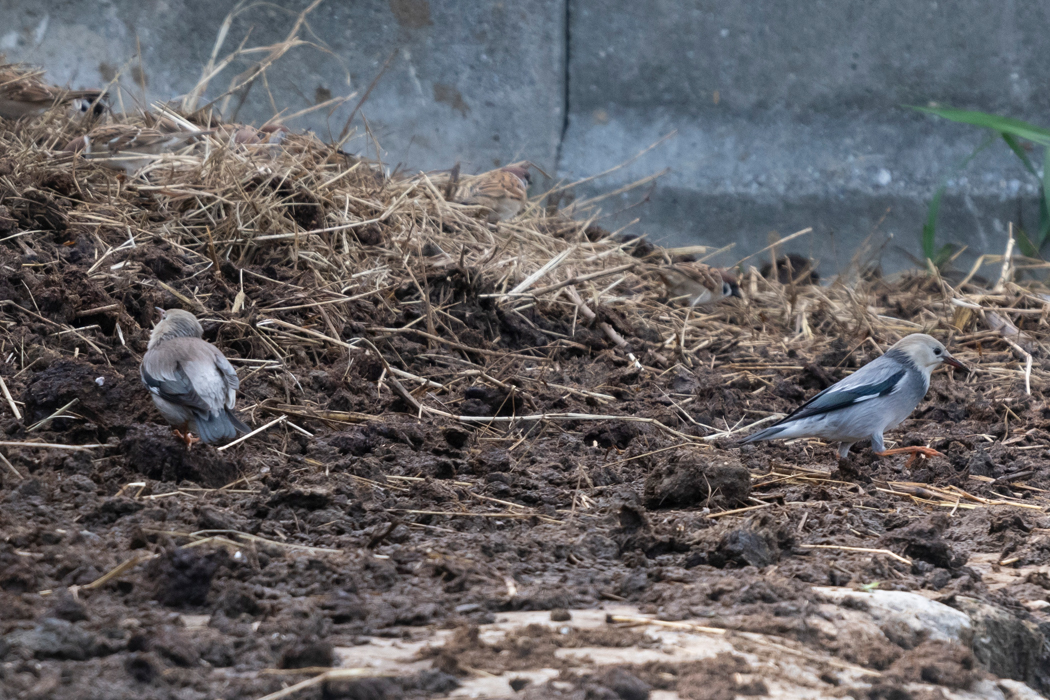 写真｜「ギンムクドリ」