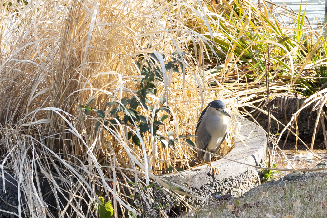 ゴイサギの写真3｜昼間はじっとしているようです。