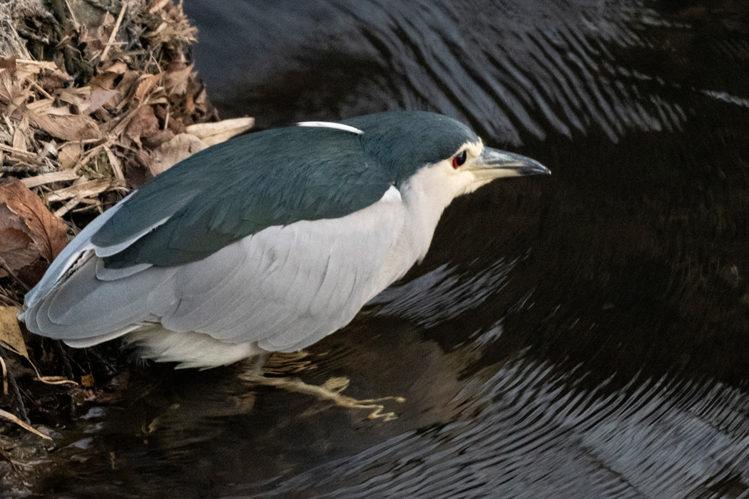 ゴイサギの写真5｜獲物を狙っています。