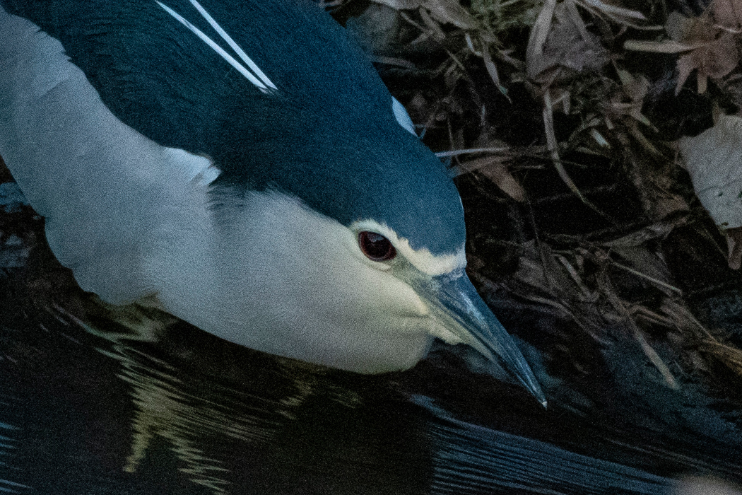 ゴイサギの写真6｜夕暮れの湯殿川でした。