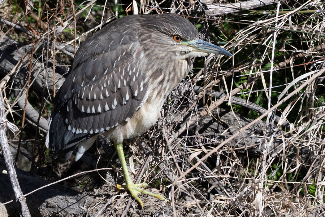 褐色の体に白い斑点をもちます。