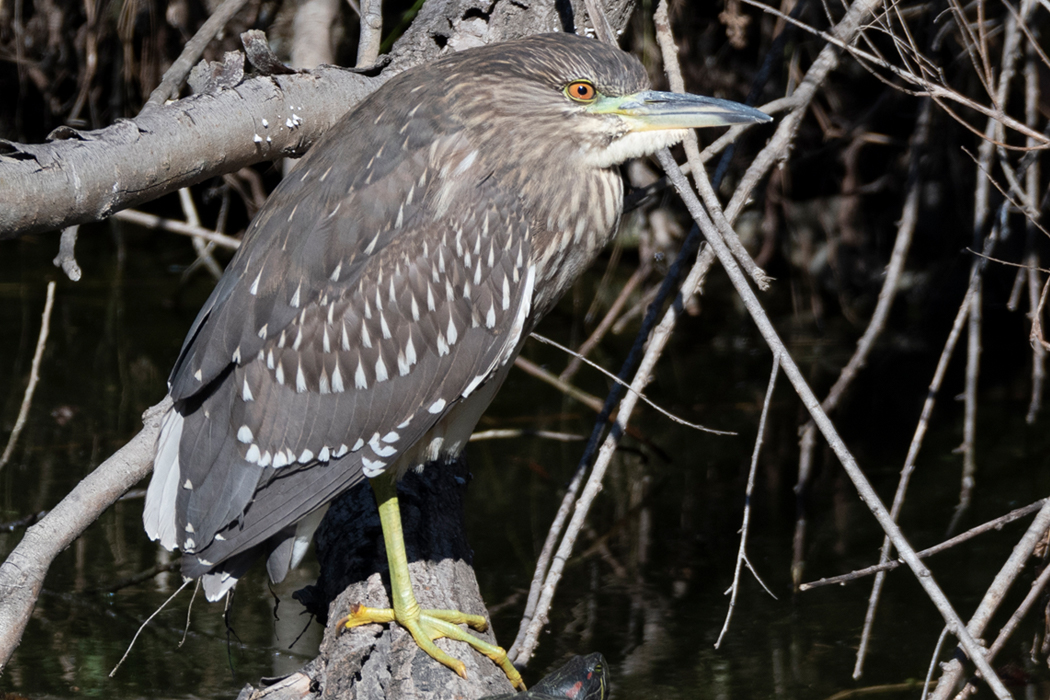 水辺に立つ幼鳥です。