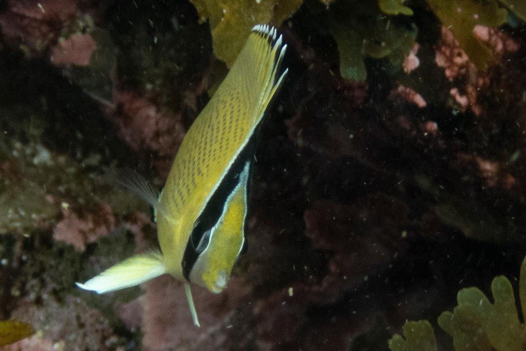 ゴマチョウチョウウオの写真2｜眼の上を黒い帯が走ります。