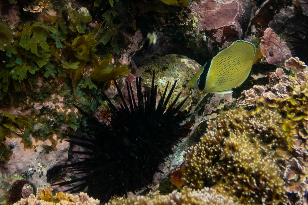 写真｜「ゴマチョウチョウウオ」