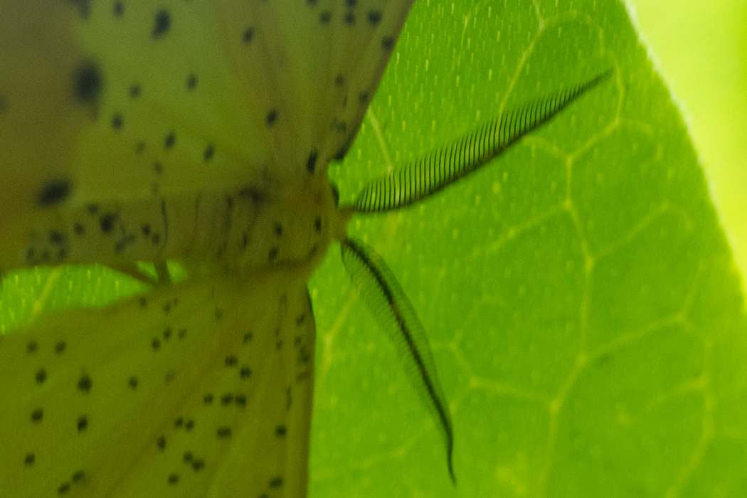 ゴマフキエダシャクの写真4｜オスの触覚です。