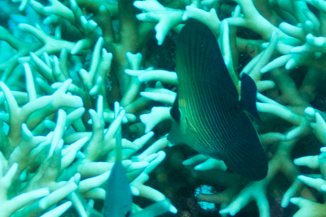 ゴマハギの写真2｜（幼魚）珊瑚の近くで採餌していました。