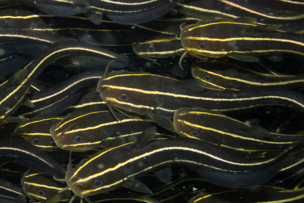 写真｜「ゴンズイ」