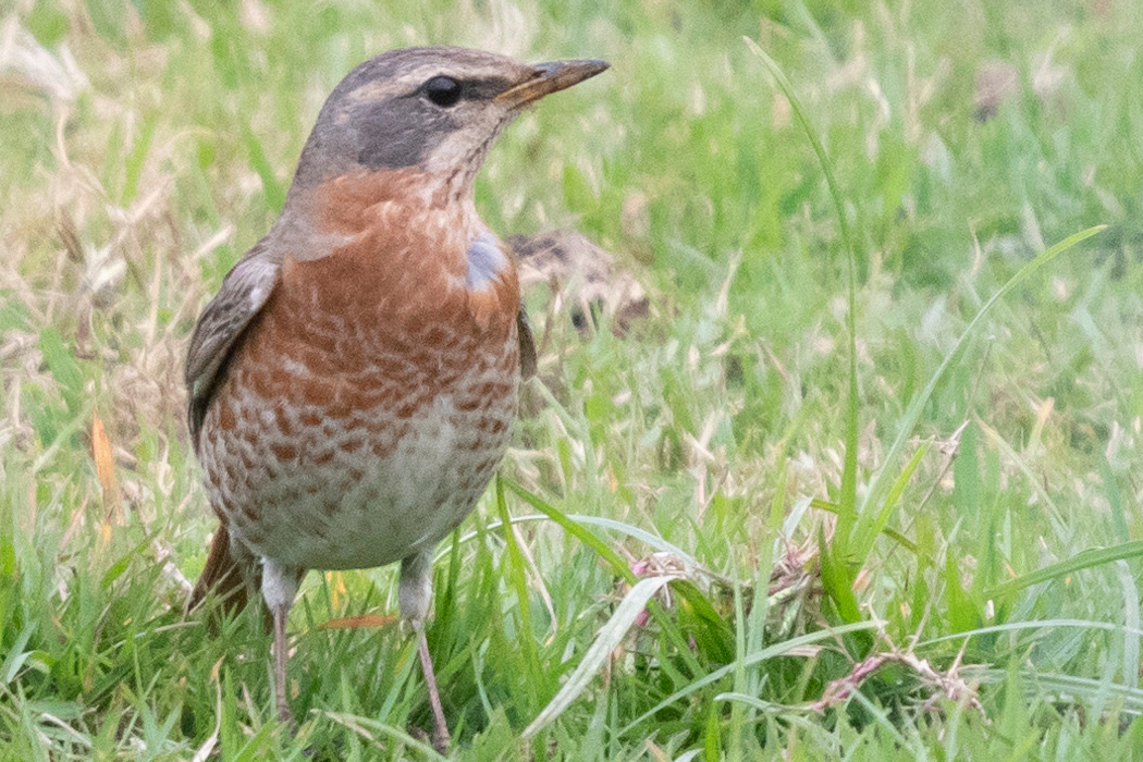 Picture of Naumann's Thrush1｜The chest is a light brick brown.