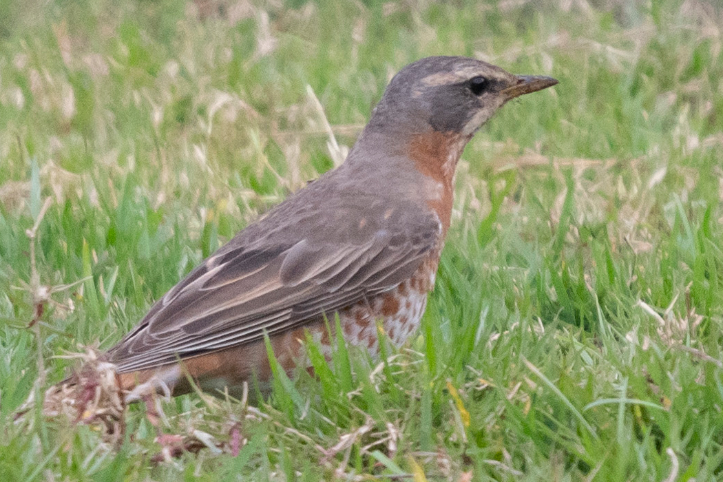 Picture of Naumann's Thrush3｜The tail feathers are light brown.