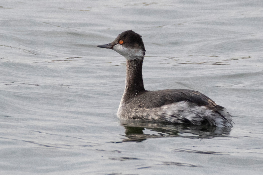 ハジロカイツブリの写真1｜鮮やかな虹彩です。