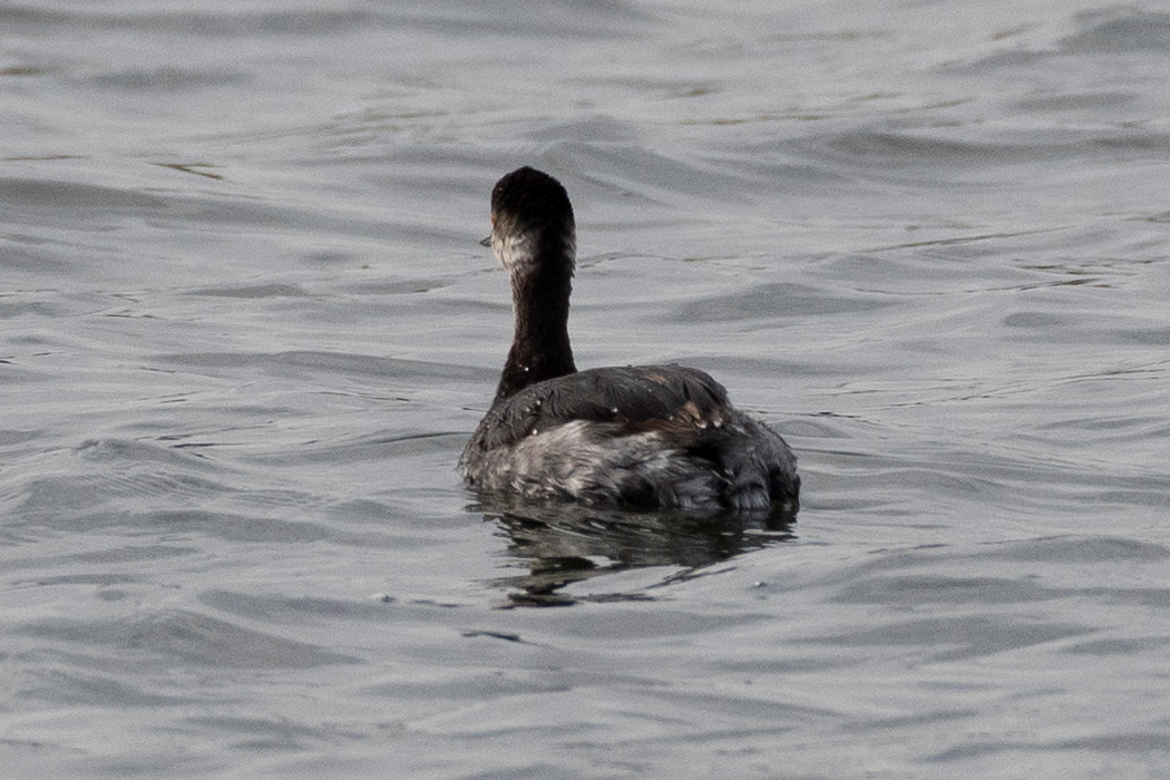 ハジロカイツブリの写真4｜白い羽毛は後ろで途切れています。