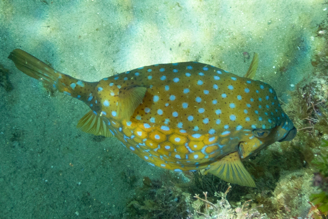 ハコフグの写真1｜黄色い体に空色の斑点です。