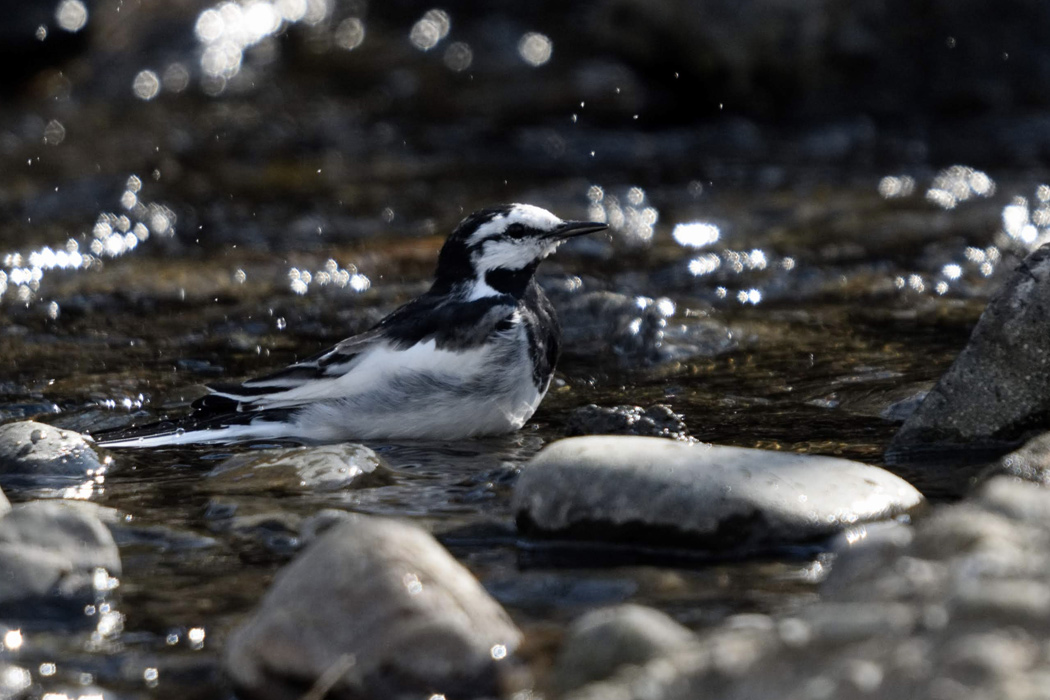 写真｜「ハクセキレイ」