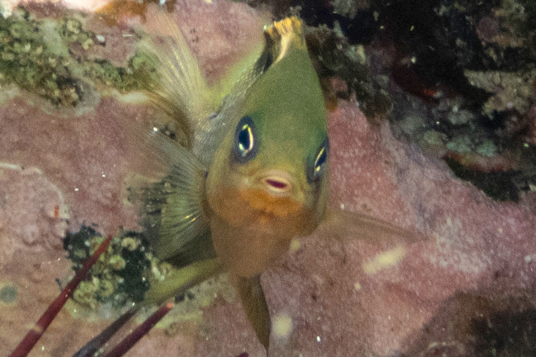 ハクセンスズメダイの写真4｜正面からの顔です。