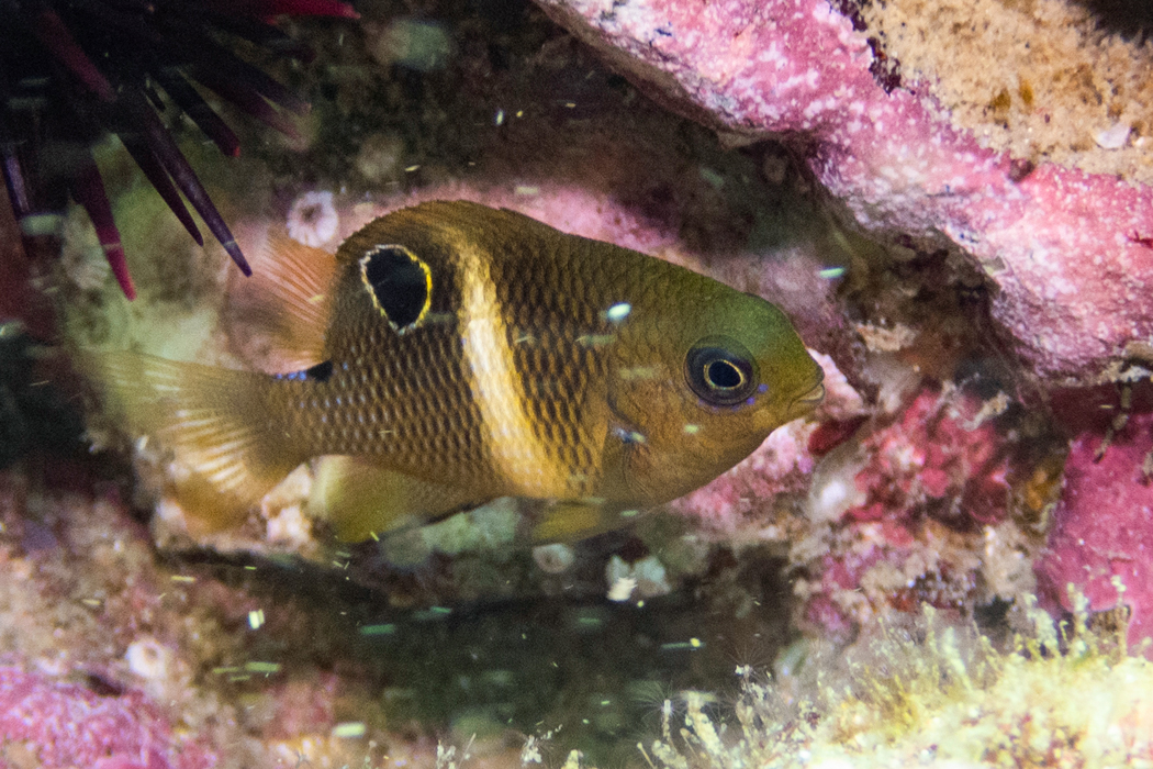 ハクセンスズメダイの写真5｜浅瀬の岩場に2匹でいました。