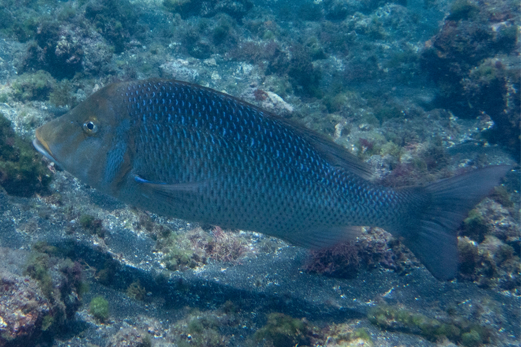 ハマフエフキの写真1｜顔は黄色がかった褐色が混じります。