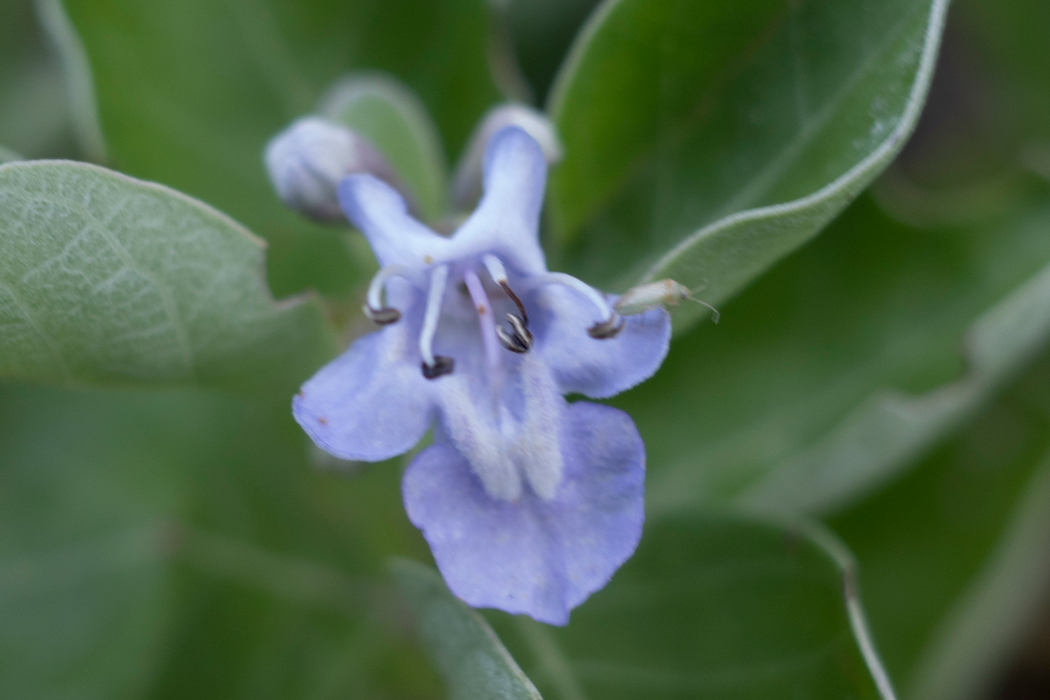 写真｜「ハマゴウ」