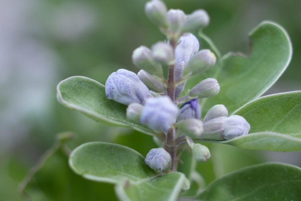 写真｜「ハマゴウ」