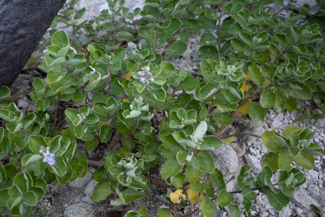Picture of Vitex rotundifolia4｜They were growing in clusters on the coast.