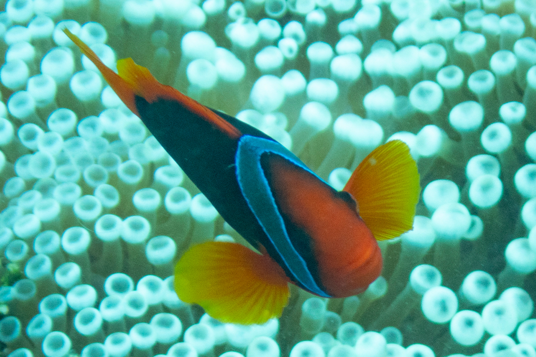 写真｜「ハマクマノミ」