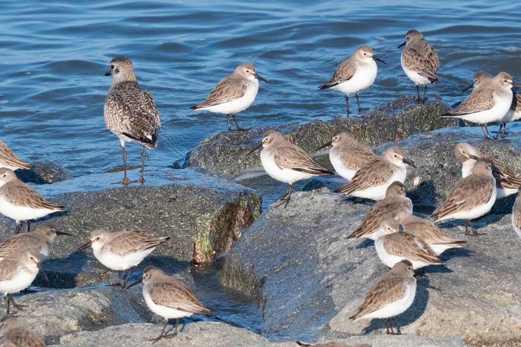 ハマシギの写真5｜ダイゼンも混じっています。
