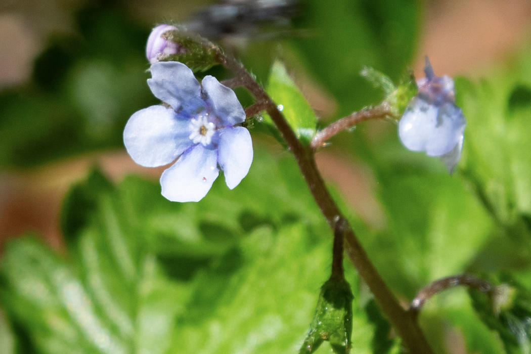 ハナイバナの写真2｜りん片は花片と同じ色です。